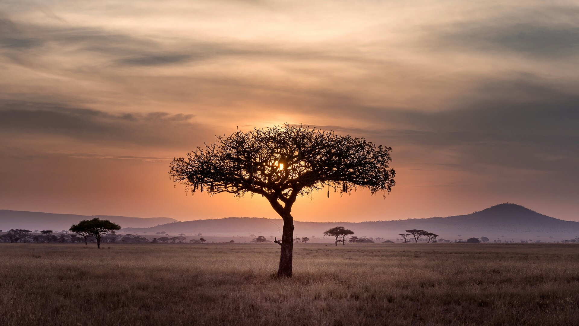 Symbolbild für Kontinent Afrika: Einsamer Baum in der Steppe im Sonnenuntergang